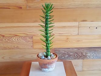 Succulent In Clay Pot