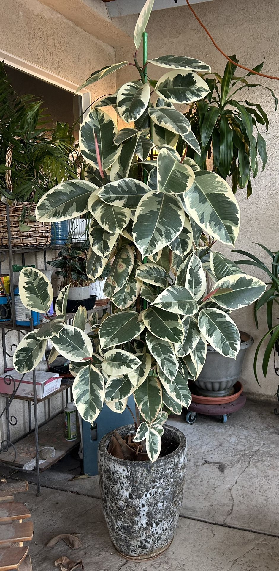 In A Ceramic Pot A 6 Ft Tall..Rubber Tree $220.00 Firm (Please Read Description