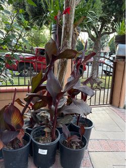 Red canna lilies