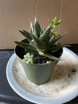 Gasteria Flow