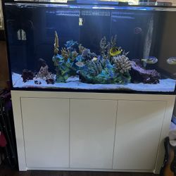 200 Gallon Salt Water Aquarium