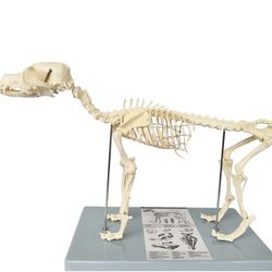 Medical Anatomical Canine (Dog) Skeleton Model,