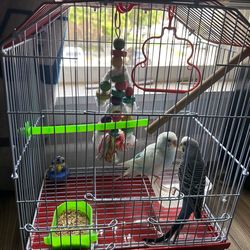 Bird cage small