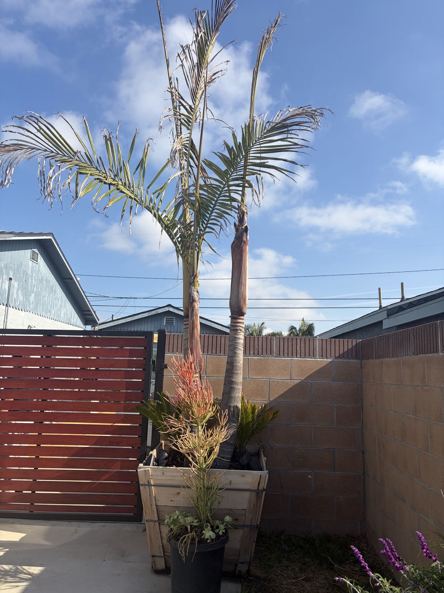 Triple King Palm in container $100 Price Drop