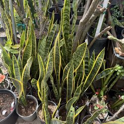 Snake plant
