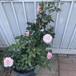 Rose Bush Plant, In 5 Gallóns Pot Pick Up Only
