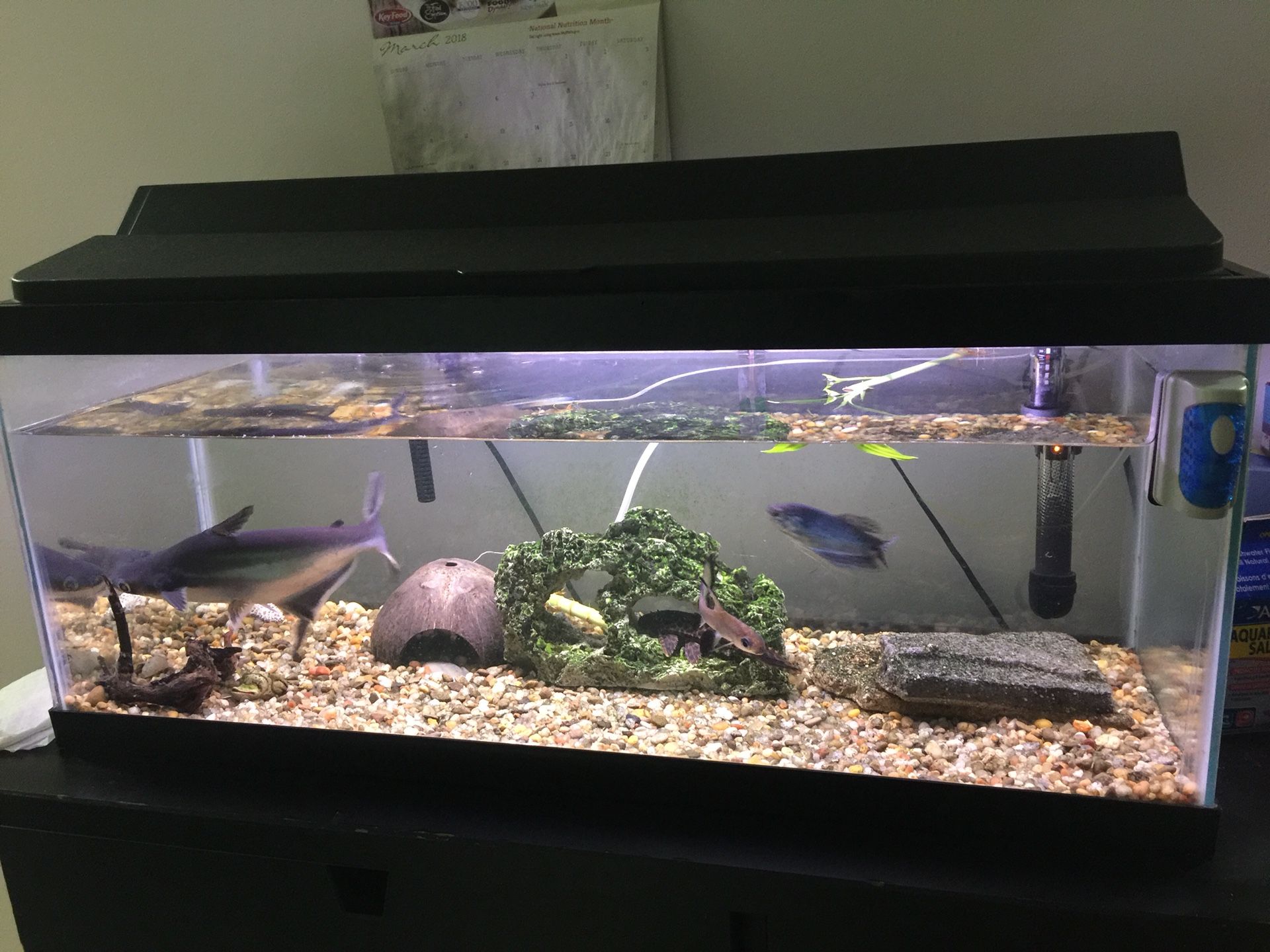 20 Gallon Fish Tank With fish tank lid/light!