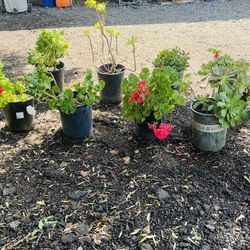 Plants