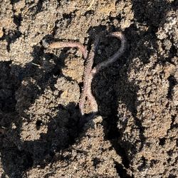 Rabbit fertilizer  25 pounds