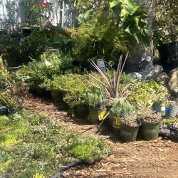 Plants, Fruit Trees, Flowers, Roses, Etc 