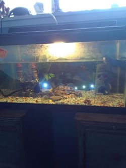 Fish tank