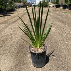 Anigozanthos ‘Regal Velvet’ Kangaroo Paw in 1-Gallon Pots 