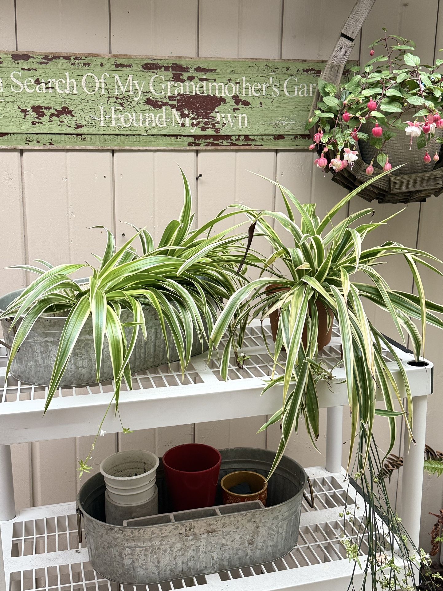 Large Healthy Spider plants 