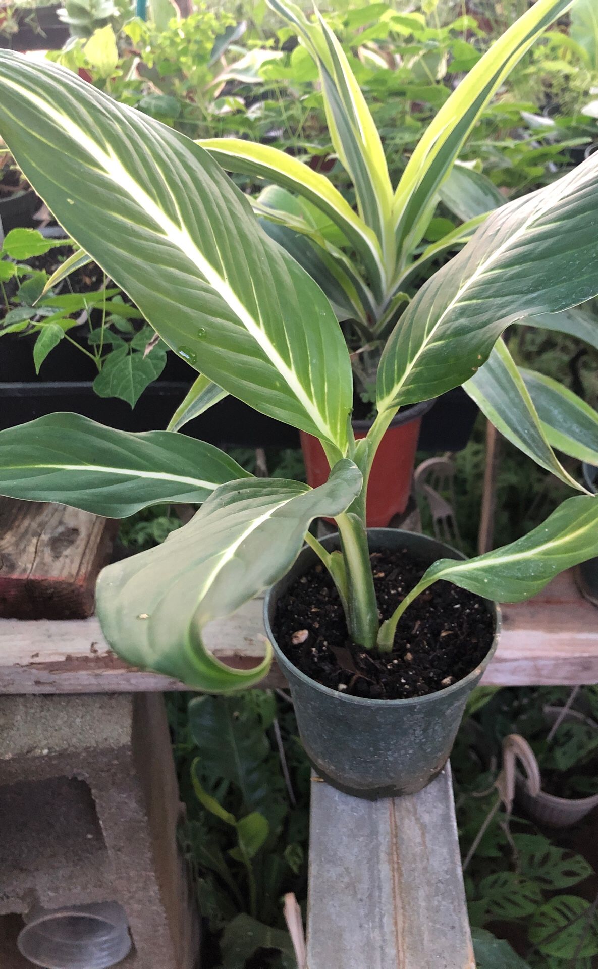 Sterling plant in 4 in pot