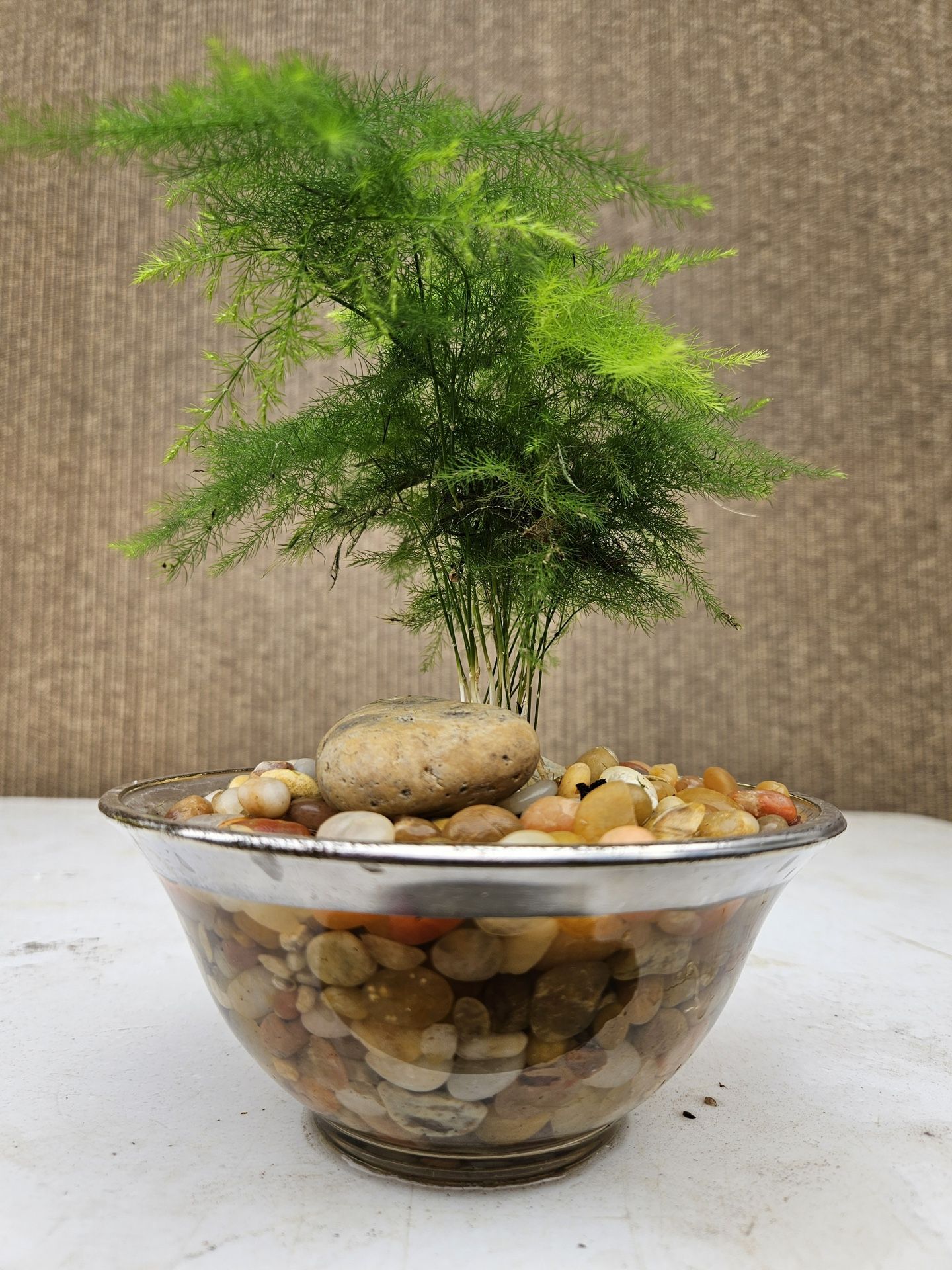 Asparagus Fern ( Asparagus setaceus ) Bonsai Tree, Outdoor and Indoor plant