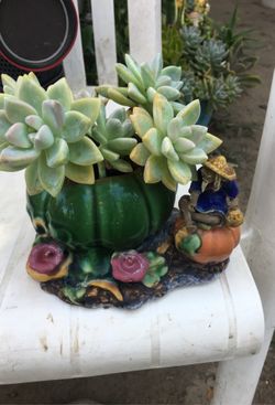 Succulent
