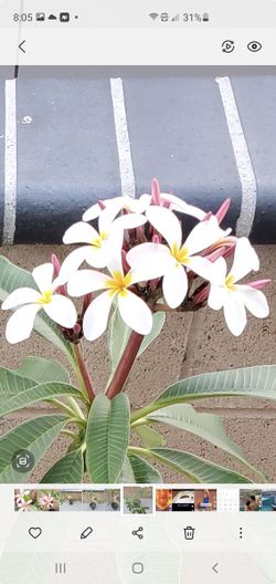 Plumeria