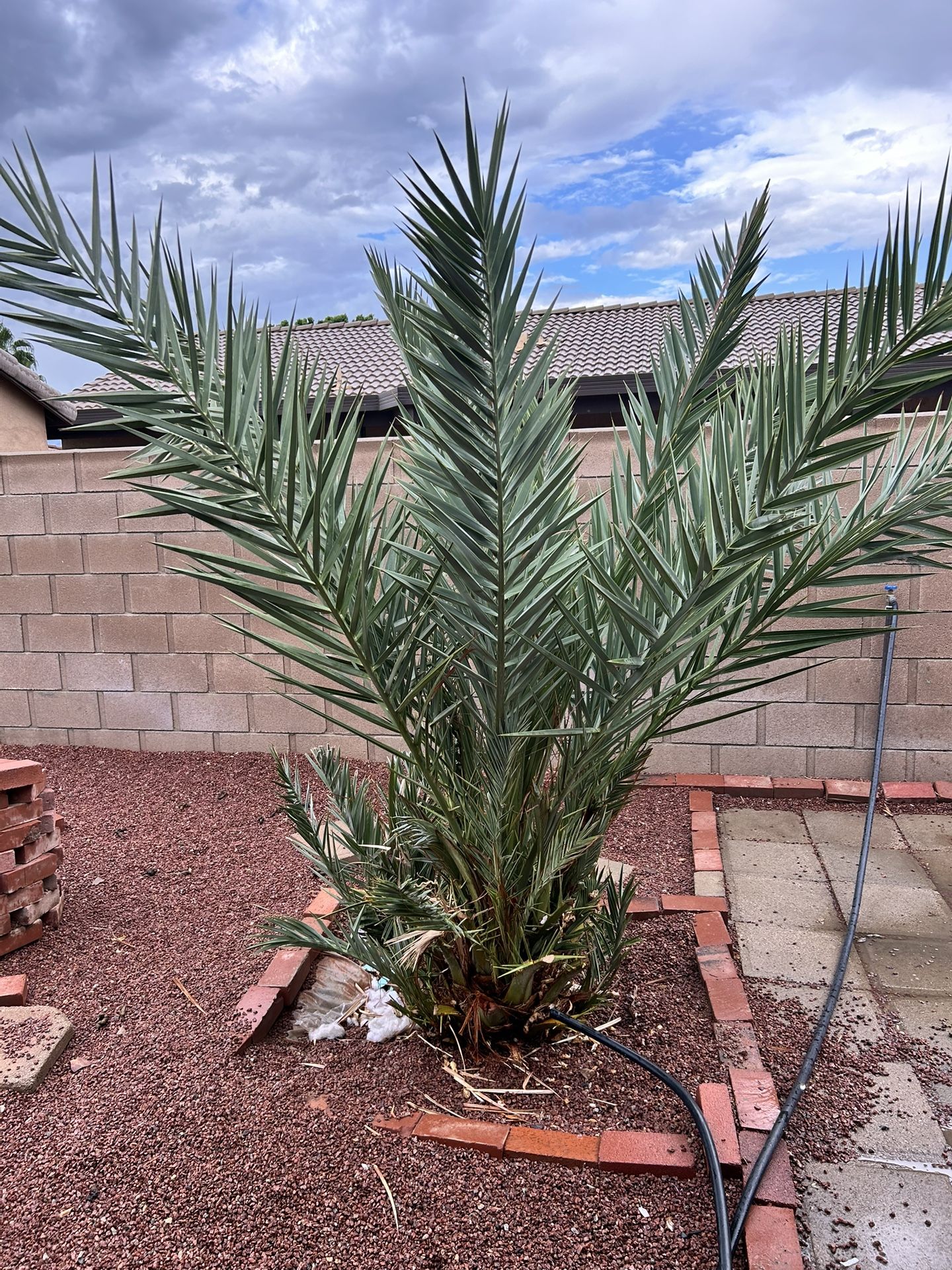 Palm Three