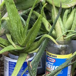 HUGE ALOE VERA