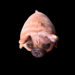 Fiesta Toys Plush Dog Head 