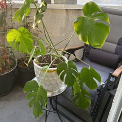monstera