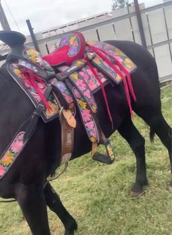Saddle/ Montura