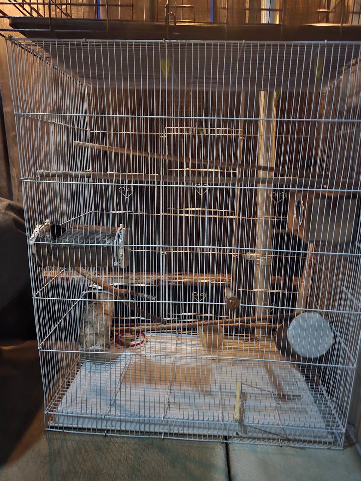 Bird Cage 