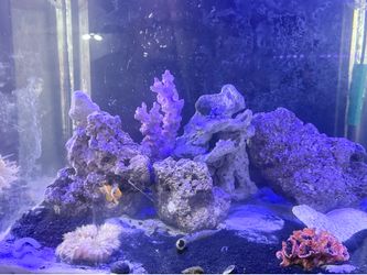 Cube rimless aquarium 21X21x21 40 gallon