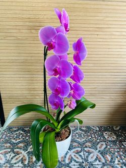 Orquídeas