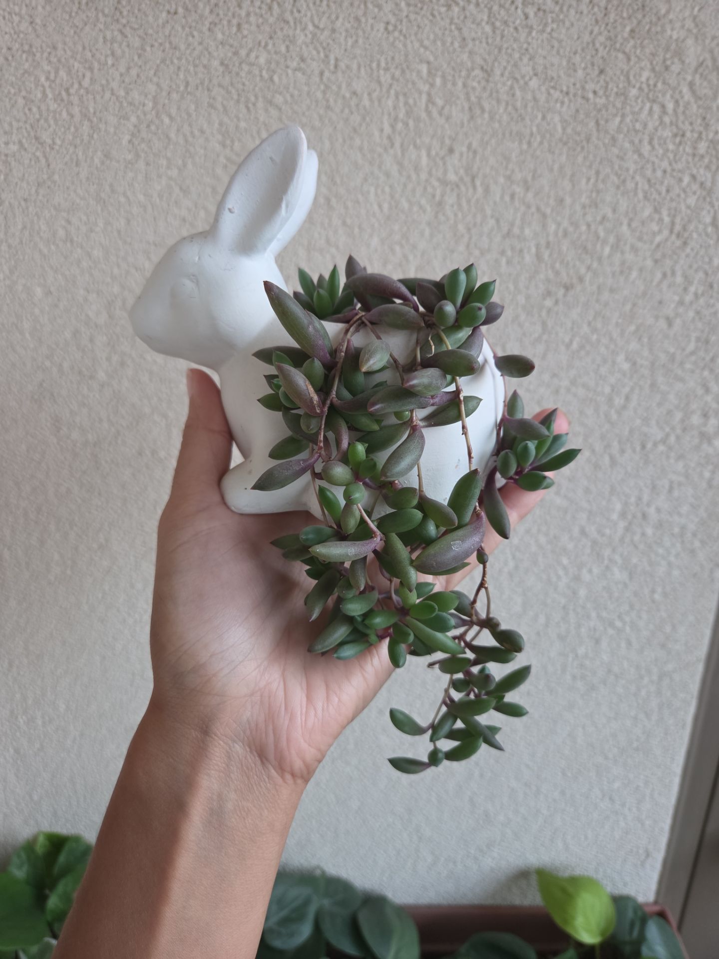 Plant