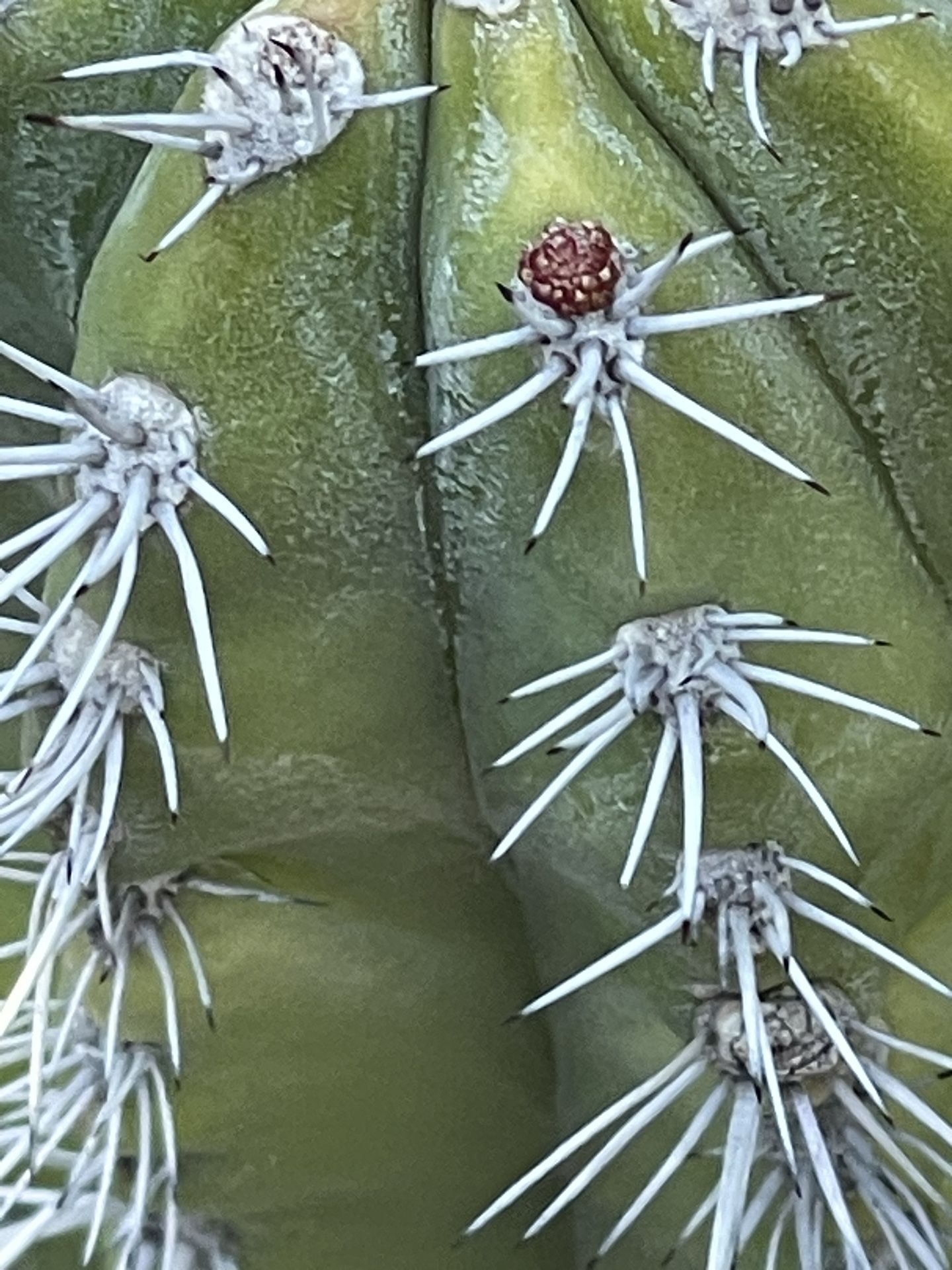 Plantas De Pitaya Mexicana Es Pitaya Roja 