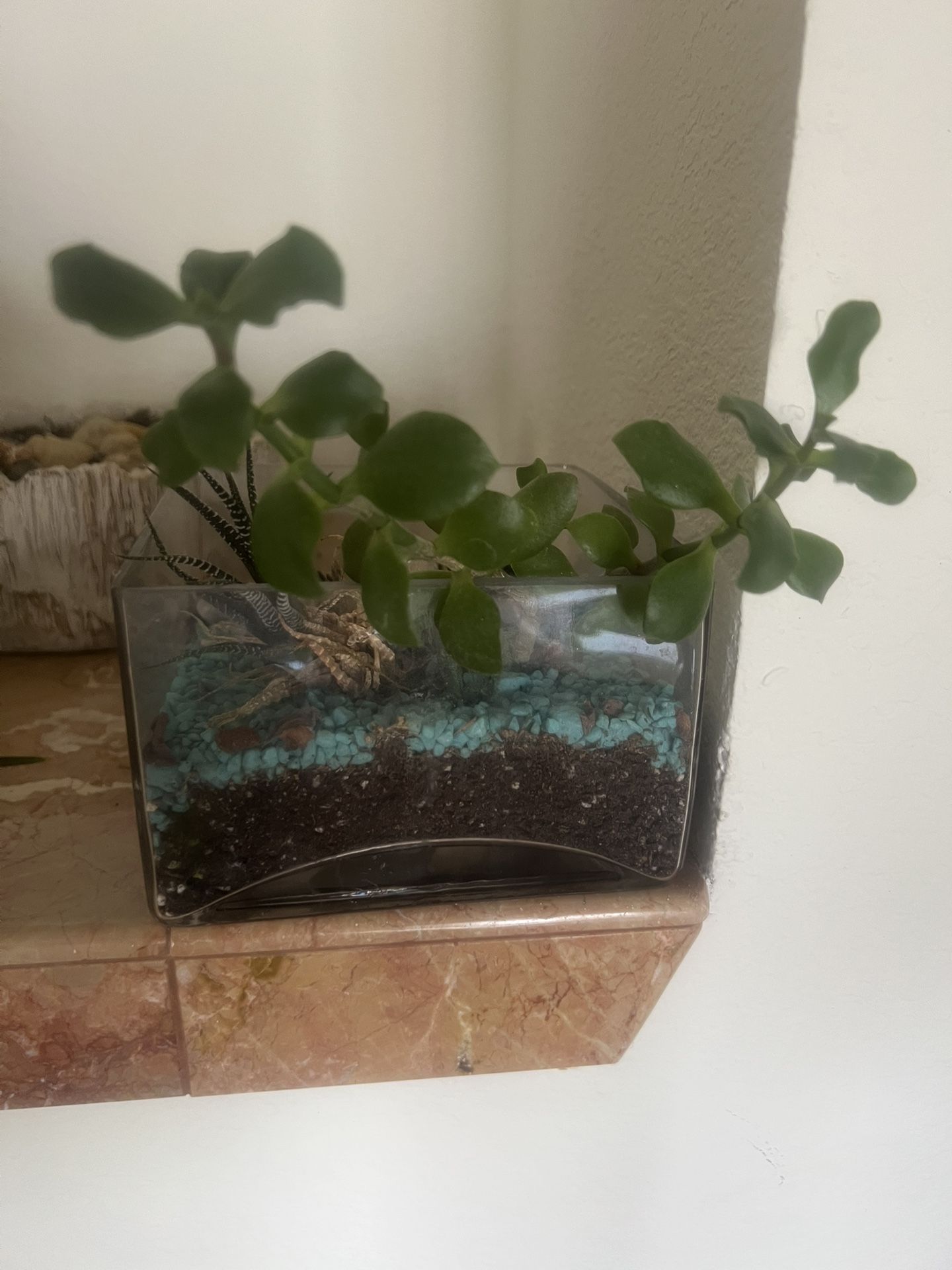 Succulent Plant