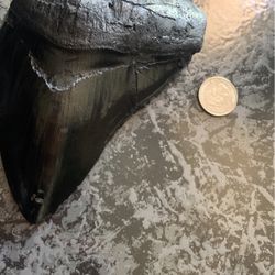 Real Megalodon Shark Tooth 