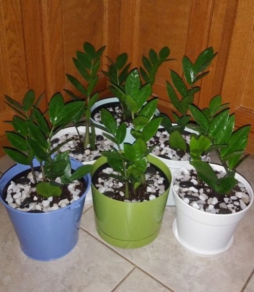 ZZ House plants$12-$14 Each pot