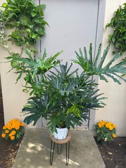 Philodendron Lickety Split House Plant 8” Pot