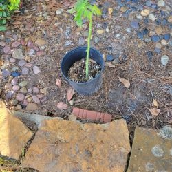 Papaya Plants