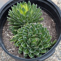 Queen Victoria Agave