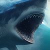 Shark Attack