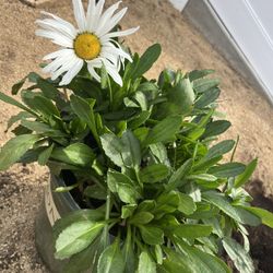 Chamomile Small Pot Plant Potted
