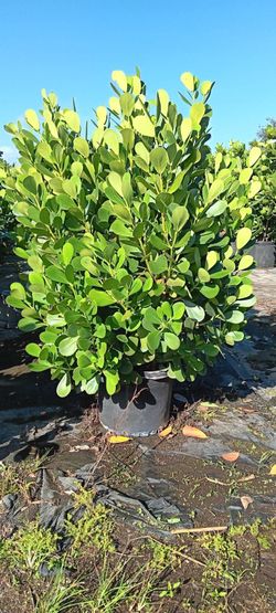 Clusia 25g full