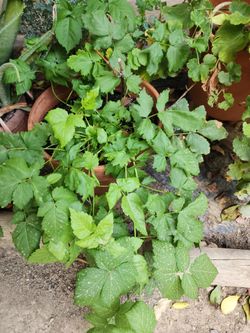 Boysenberry plant