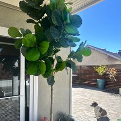 Large Faux Fiddle Leaf Fig Tree 