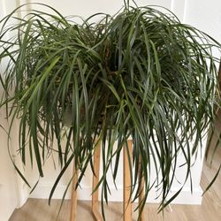 Coconut Scented Orchid