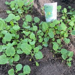 Broccoli & Beet Starts 