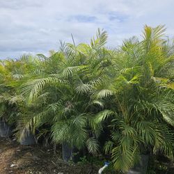 arecas over 8 to 9 feet tall Instan  Privacy  Hedge For fence  