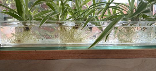 Rooted Spider Plants