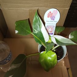 Rare Philodendron