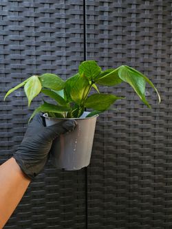 Hoya Fish Tail 🐟 Plant