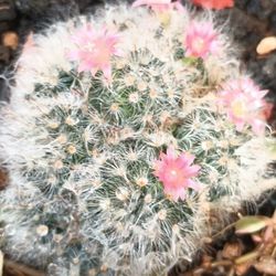 Cactus And Succulents Arrangement.