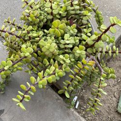 BIG JADE PLANTS ABUNDANCE PLANTS ELEFANT FOOD PLANT 